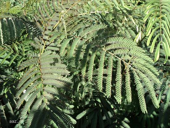 Albizia Julibrissin