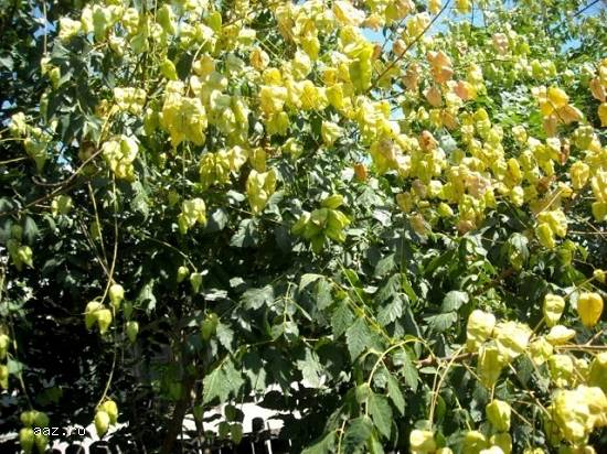 Koelreuteria Paniculata