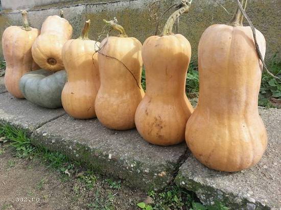 Vand dovleci placintari Matilda si Sampson