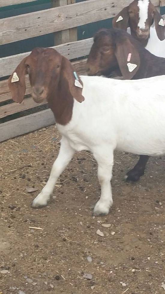 Vand 5 capre boer, 3 iede de 1an, 