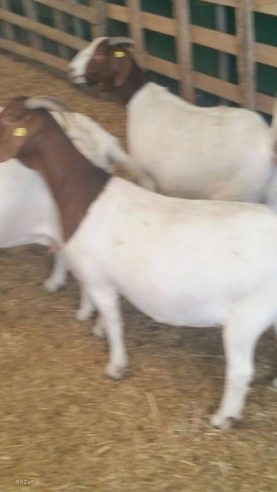 Vand 5 capre boer, 3 iede de 1an, 