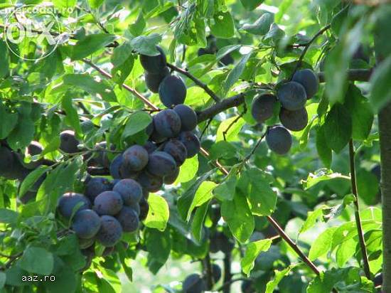 Pomi altoiti fructiferi