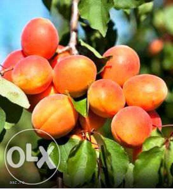 Pomi altoiti fructiferi