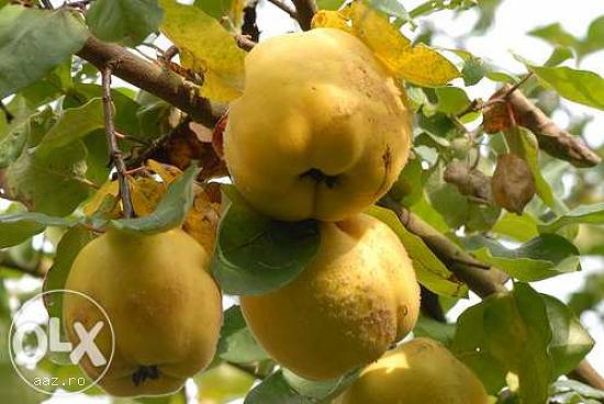 Pomi altoiti fructiferi