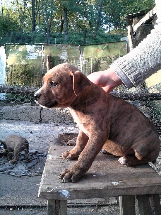 cateii bulldog american