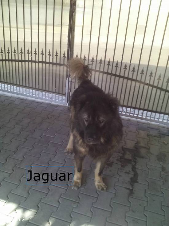 Monta ciobanesc caucazian