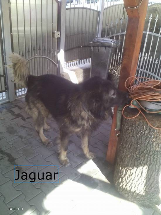Monta ciobanesc caucazian