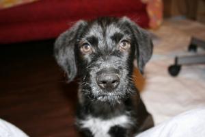ofer spre adoptie brac german sarmos