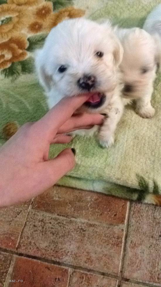 vand bichon