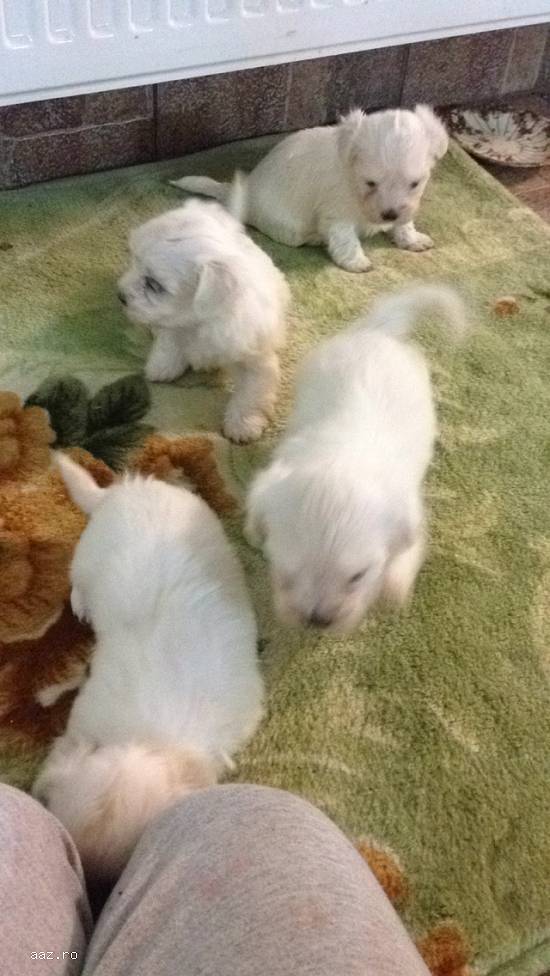 vand bichon