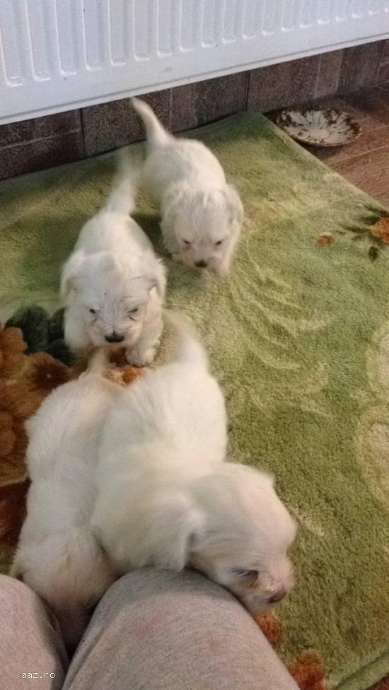 vand bichon