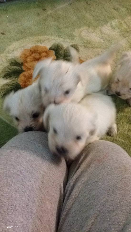 vand bichon