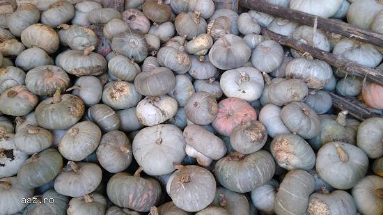 Dovleac de copt-cautam distribuitori in toata tara.