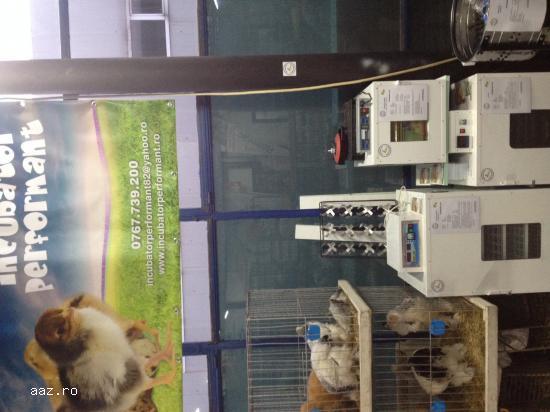 incubator oua prepelita