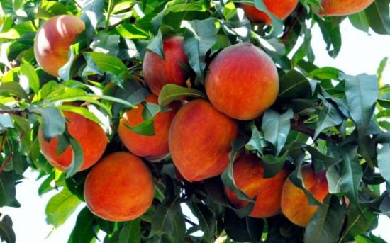 De Vanzare Pomi Fructiferi