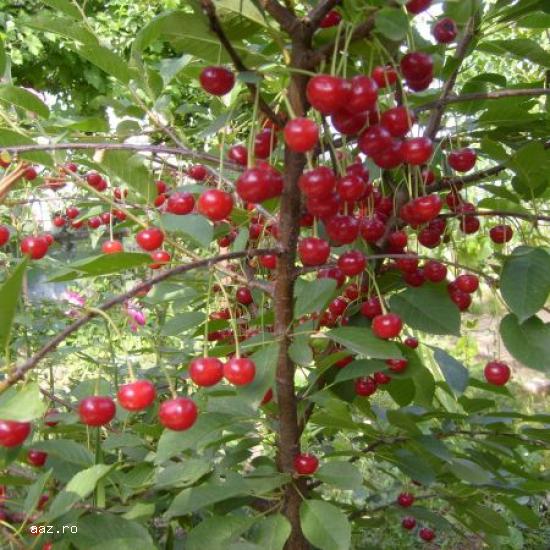 De Vanzare Pomi Fructiferi