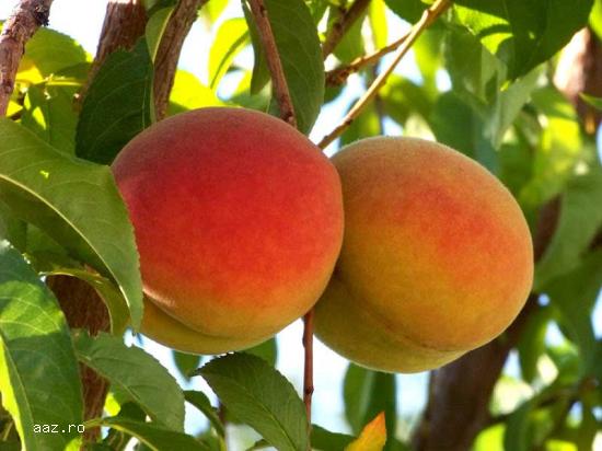 De Vanzare Pomi Fructiferi