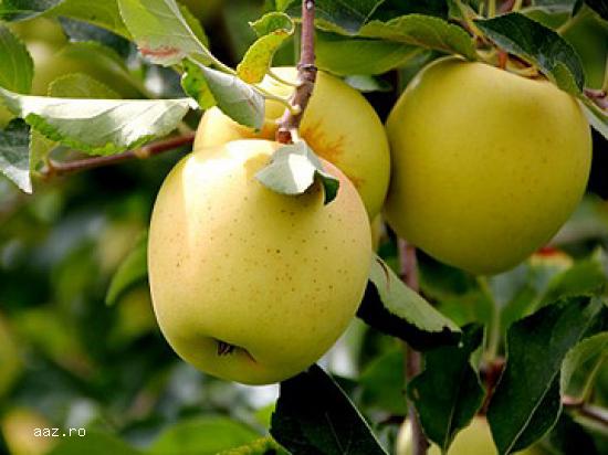 De Vanzare Pomi Fructiferi