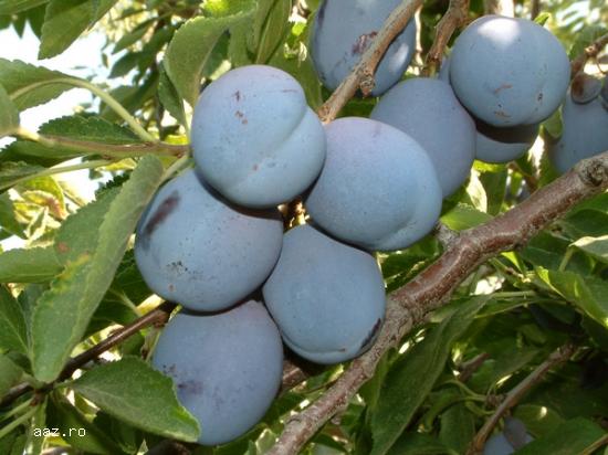 De Vanzare Pomi Fructiferi
