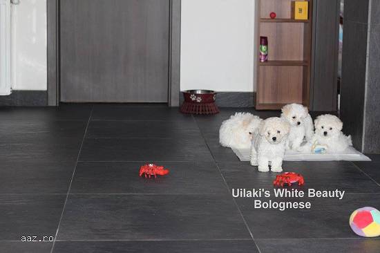 vand pui bichon bolognese vaccinat antirabic si inregistrat RECS