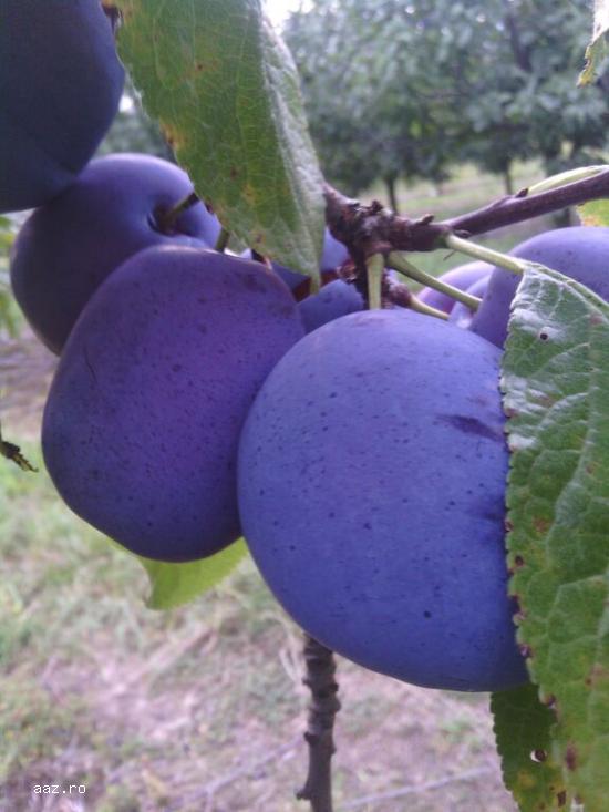 Vanzare pomi fructiferi altoiti