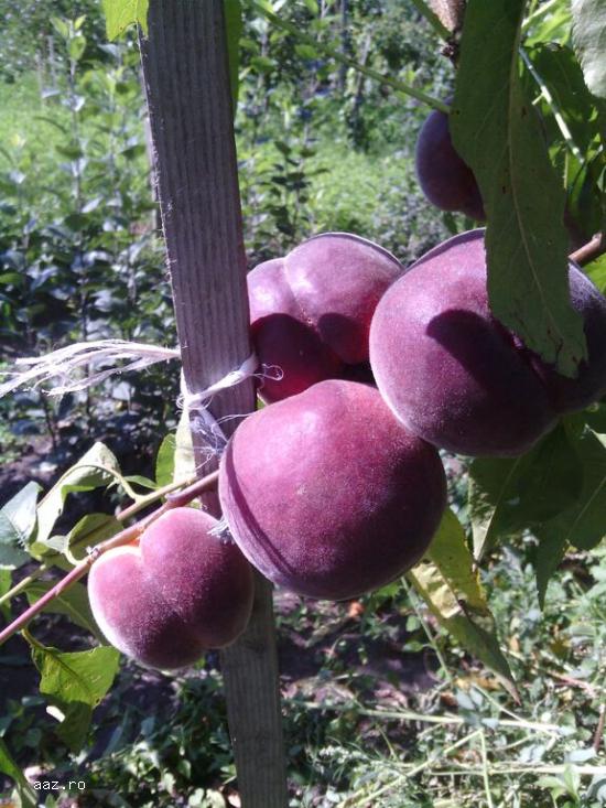 Vanzare pomi fructiferi altoiti
