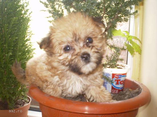 bichon cu pechinez 200 ron