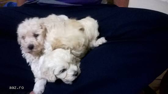 CANICHE PITIC VANZARE