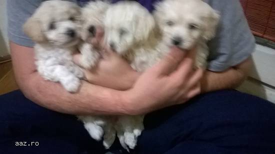CANICHE PITIC VANZARE
