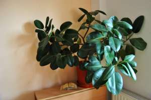 Ficus simpatic si cu energie buna