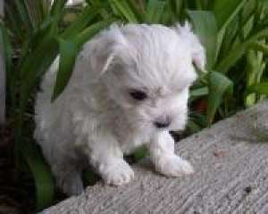 BICHON raas pura