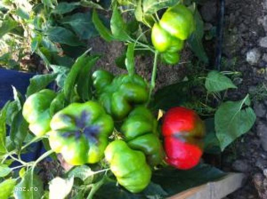 Ardei Gogosar BUCUR 100g