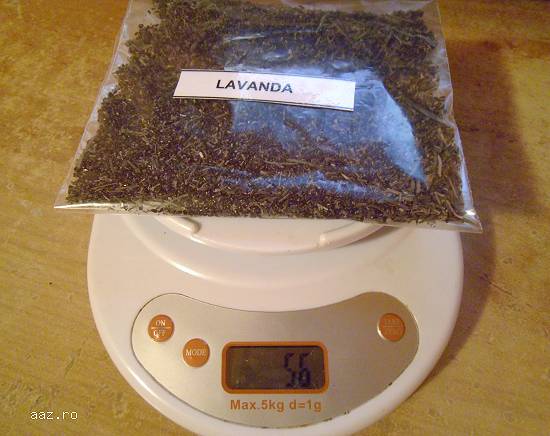 Vand seminte de Lavanda 2015