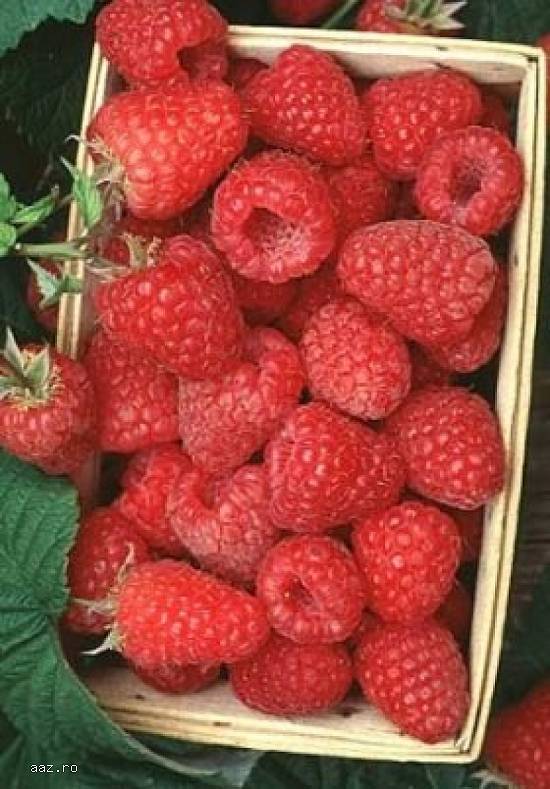 Pomi fructiferi,  vita de vie arbusti fructiferi zmeur,  coacaz,  mur,  trandafiri