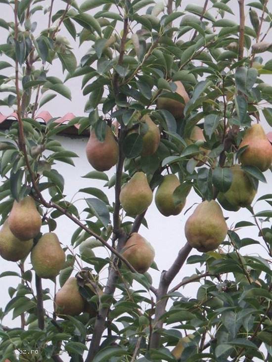 Pomi fructiferi,  vita de vie arbusti fructiferi zmeur,  coacaz,  mur,  trandafiri