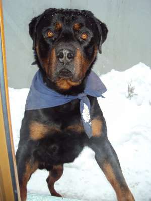 monta rottwailer