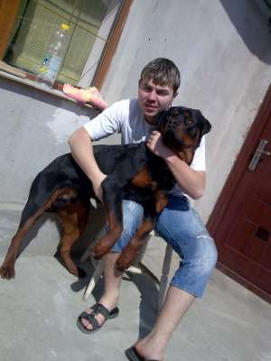 monta rottwailer