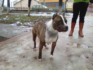 VAND PUII AMSTAFF