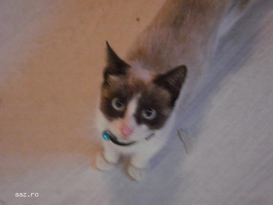 Urgent! Pisici Snowshoe,      rasa deosebita,      de vanzare. Pret simbolic!