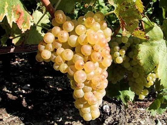 Vindem pomifructiferi altoiti
