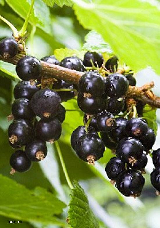Vindem pomifructiferi altoiti