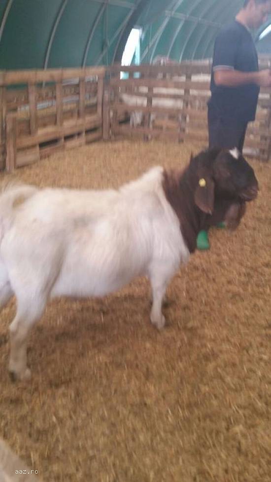 Vand 5 capre originale boer si 8 saanen, 