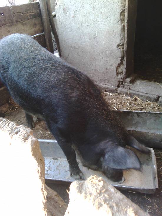 Vand porc