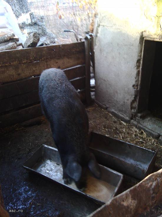 Vand porc