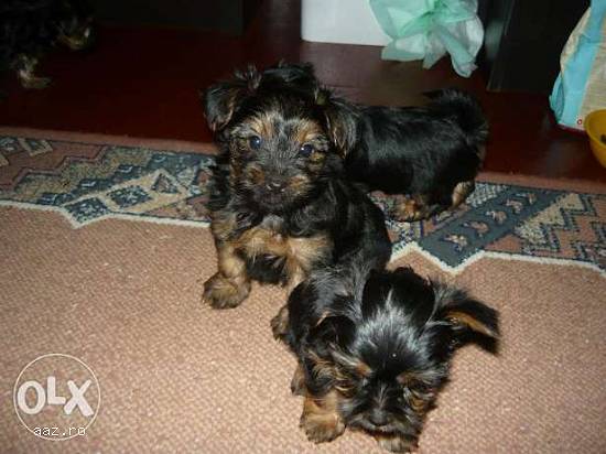 vand yorkshire terrier