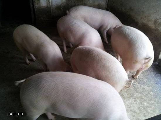vand porci grasi