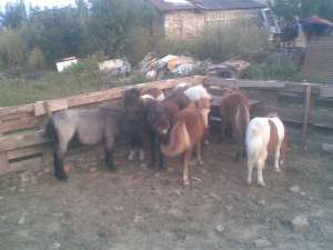 vand ponei