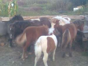 vand ponei