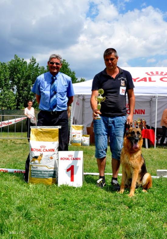 Canisa vom haus emy vinde pui de ciobanesc german din 
linii de show cu forme si temperament foarte