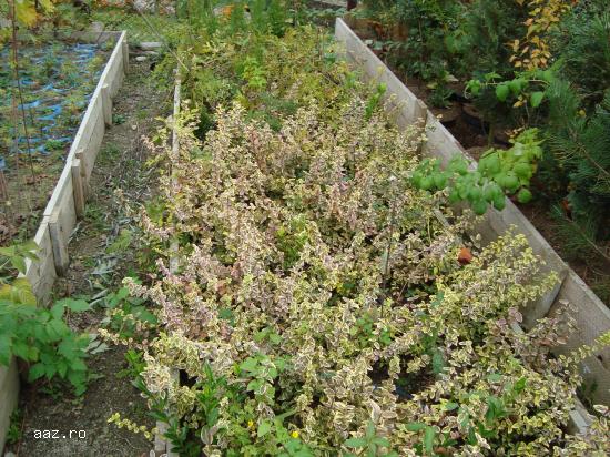 Euonymus fortunei
